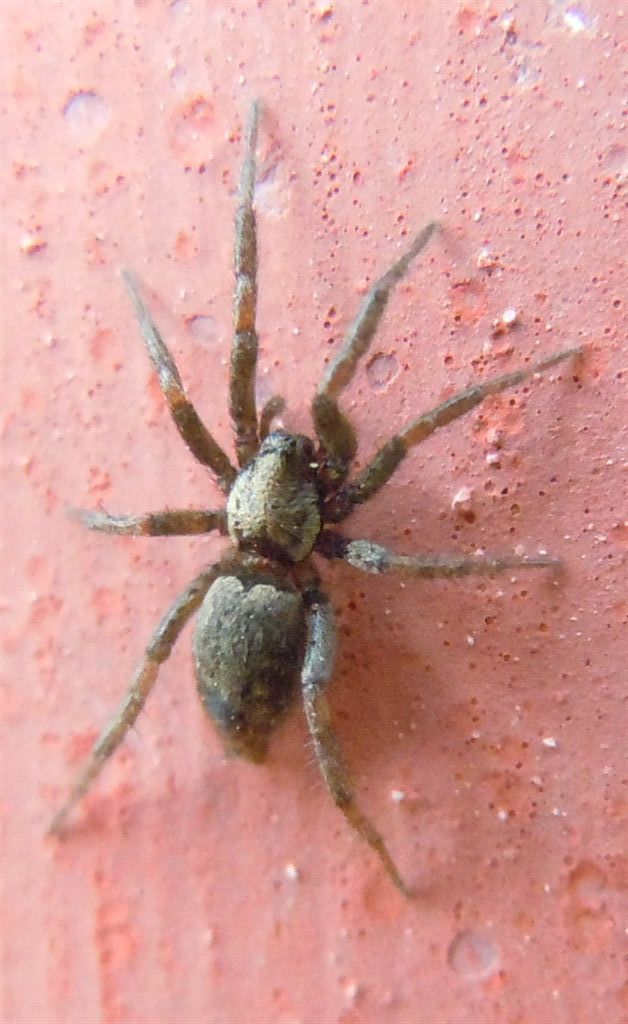 Gnaphosidae? Nomisia cfr exornata . S. Leucio (CE)